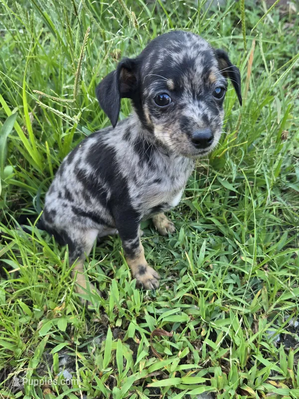 Burt – Chihuahua puppy for sale in Atlanta, GA
