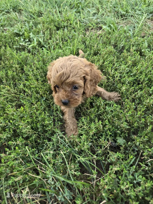 Claire  – Cockapoo puppy for sale in Atlanta, GA