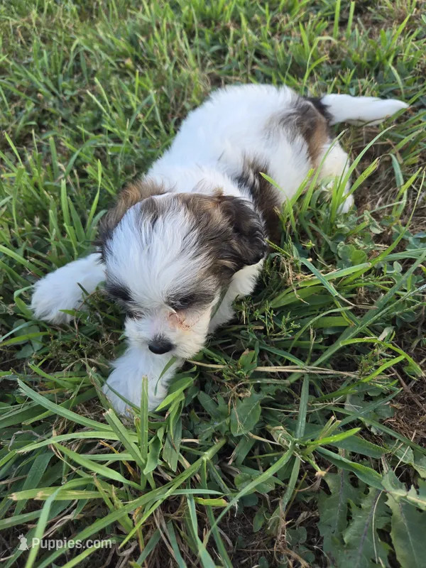 Shank – Shihpoo puppy for sale in Atlanta, GA
