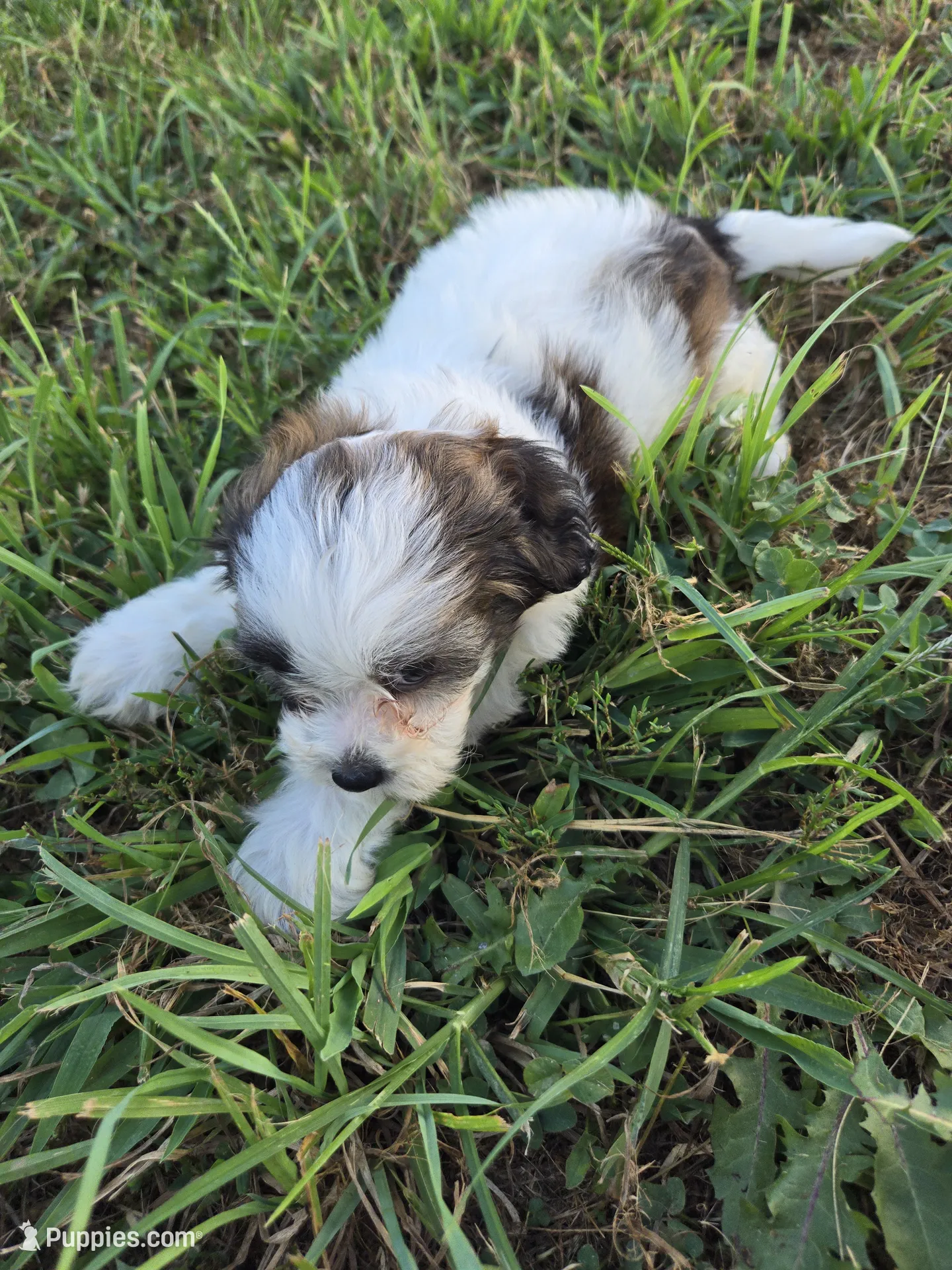 P.Shankha (白法螺) pup Shank – Shihpoo Puppy for Sale in Atlanta, GA | Puppies.com