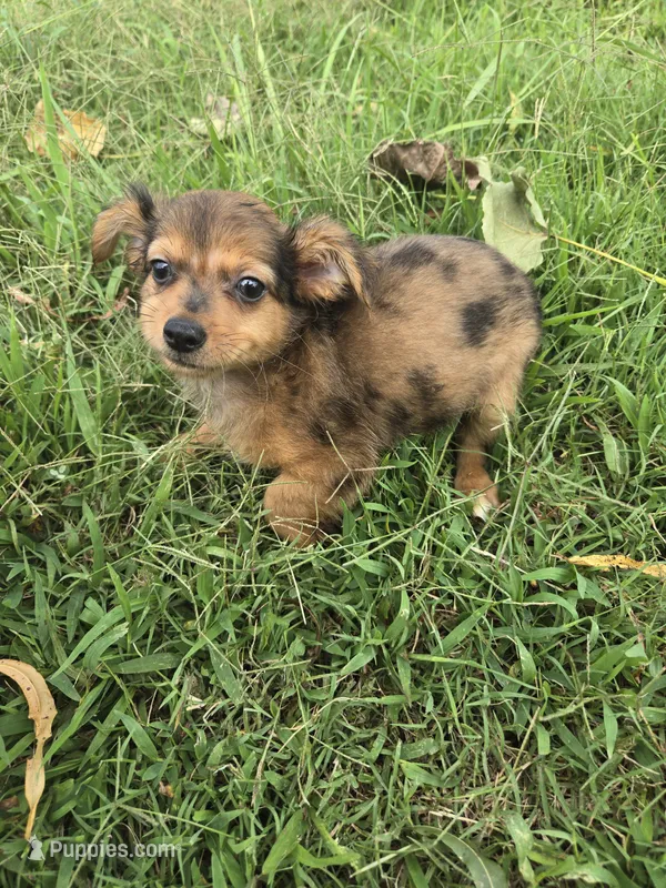 Long hair becky – Chihuahua puppy for sale in Atlanta, GA
