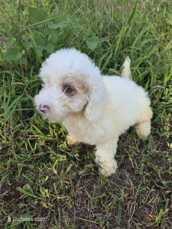 Blue eye mamy – Maltipoo puppy for sale in Atlanta, GA