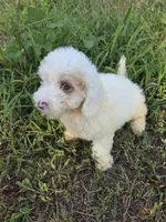 Blue eye mamy, a male Maltipoo for sale in Atlanta, GA – 1 of 2