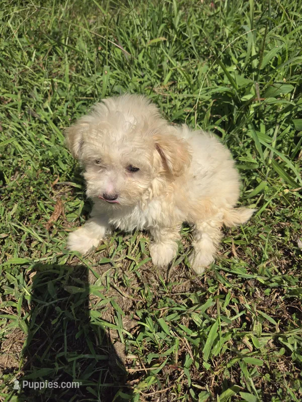 Missy – Maltipoo puppy for sale in Atlanta, GA