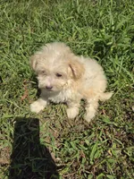 Missy, a female Maltipoo for sale in Atlanta, GA – 1 of 1