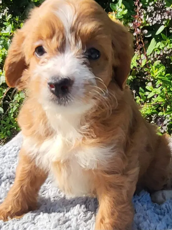 Cassy  – Cockapoo puppy for sale in Atlanta, GA