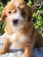 Cassy , a female Cockapoo for sale in Atlanta, GA – 1 of 1