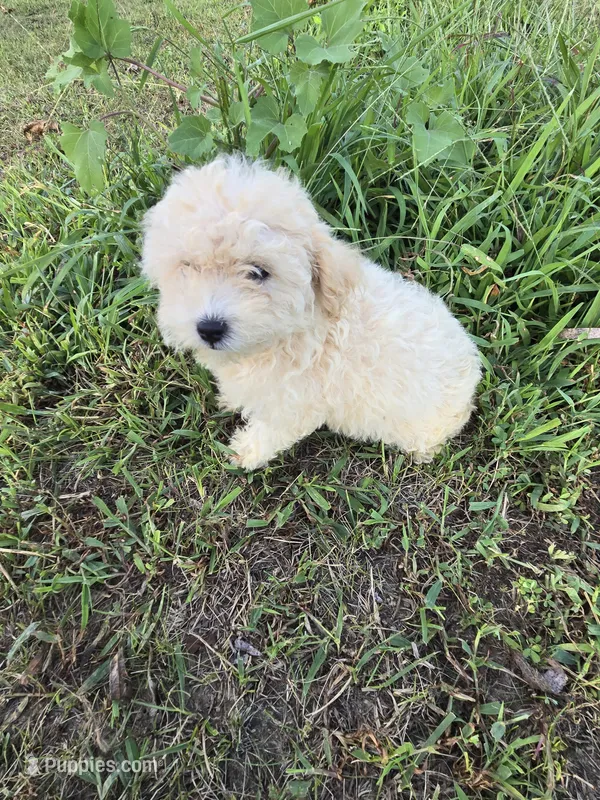 Maxine  – Maltipoo puppy for sale in Atlanta, GA