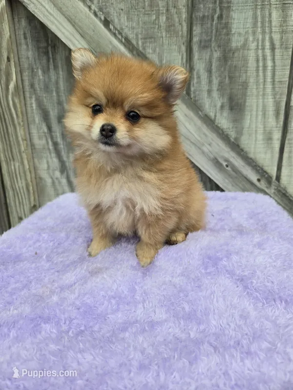 Foxy – Pomeranian puppy for sale in Atlanta, GA