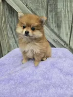 Foxy, a female Pomeranian for sale in Atlanta, GA – 1 of 1