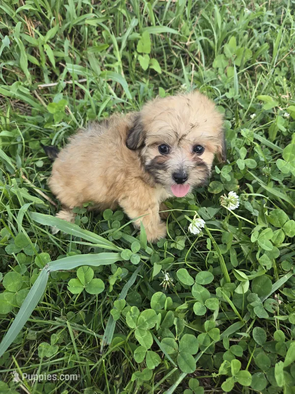 Cindy – Coton de Tulear, Poodle - Toy  puppy for sale in Atlanta, GA