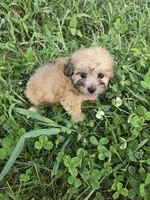 Cindy, a female Coton de Tulear and Poodle - Toy  for sale in Atlanta, GA – 1 of 1