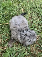 Blue eye squirt, a male Shihpoo for sale in Atlanta, GA – 4 of 4