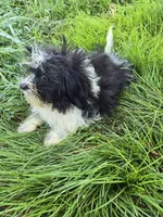 Sylvia , a female Shihpoo for sale in Atlanta, GA – 2 of 3
