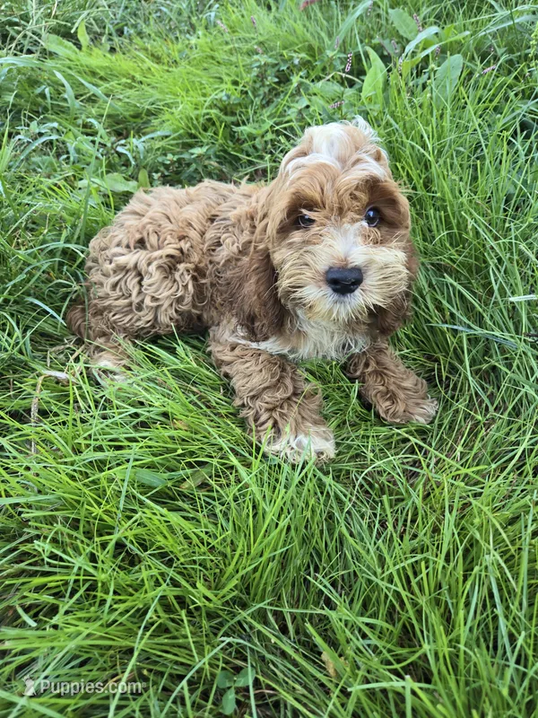 Carl – Cockapoo puppy for sale in Atlanta, GA