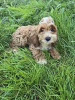 Carl, a male Cockapoo for sale in Atlanta, GA – 1 of 1