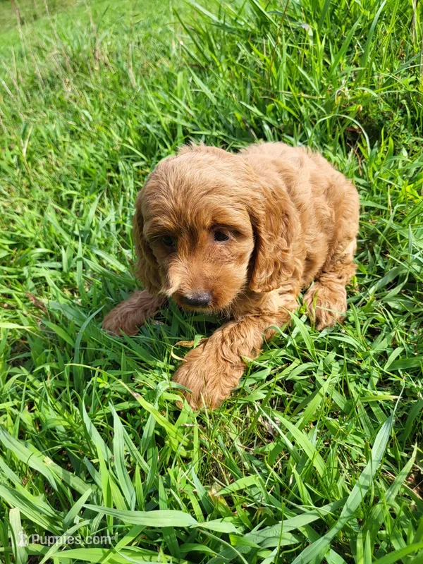 Cake – Cockapoo puppy for sale in Atlanta, GA