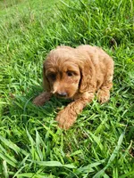 Cake, a female Cockapoo for sale in Atlanta, GA – 1 of 1