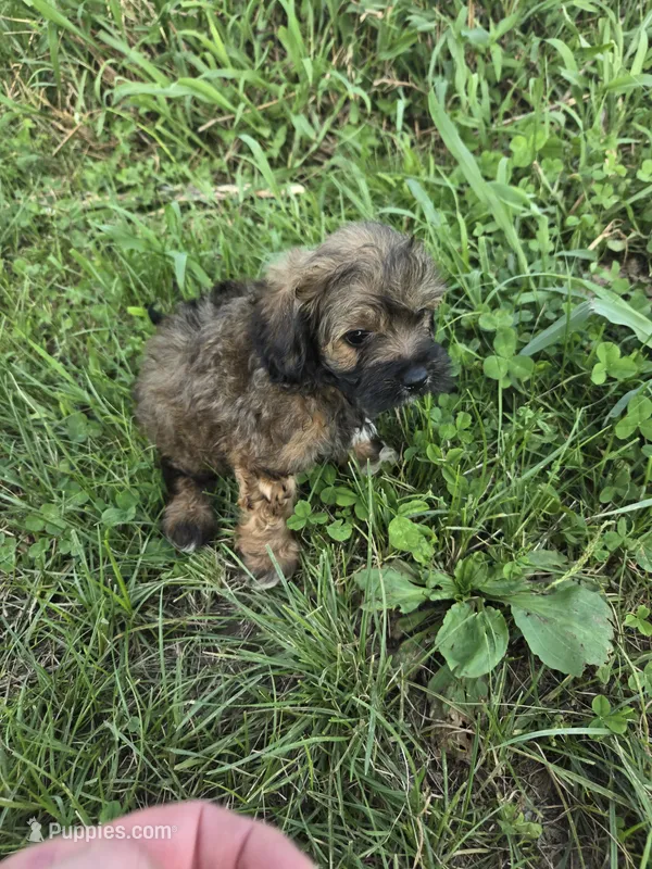 Charles  – Coton de Tulear, Poodle - Toy  puppy for sale in Atlanta, GA