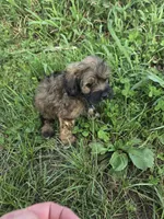 Charles , a male Coton de Tulear and Poodle - Toy  for sale in Atlanta, GA – 1 of 1