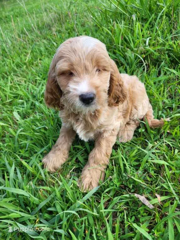 Cracker  – Cockapoo puppy for sale in Atlanta, GA