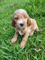 Cracker , a male Cockapoo for sale in Atlanta, GA – 1 of 1
