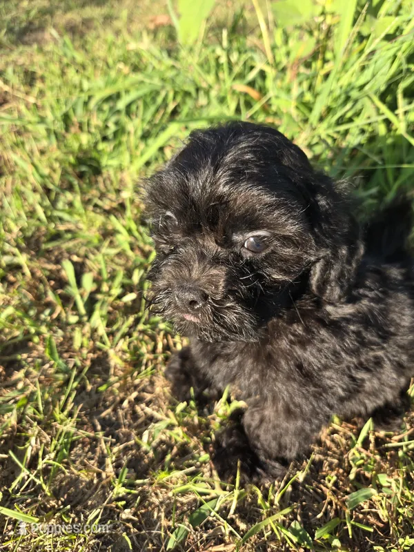 Stewy – Shihpoo puppy for sale in Atlanta, GA
