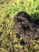 Stewy, a male Shihpoo for sale in Atlanta, GA – 1 of 1
