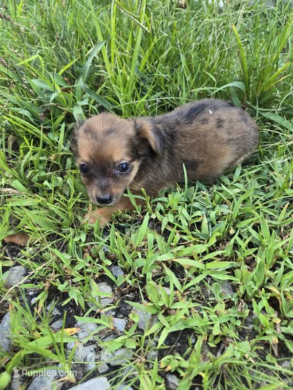 Betsy  – Chihuahua puppy for sale in Atlanta, GA