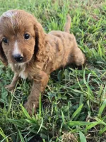 Classic , a female Cockapoo for sale in Atlanta, GA – 1 of 3