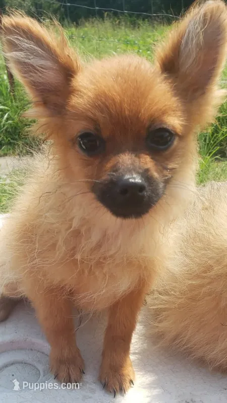 Popp – Pomeranian puppy for sale in Atlanta, GA