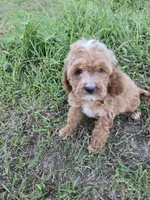 Catherine , a female Cockapoo for sale in Atlanta, GA – 1 of 1