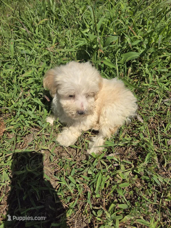Max – Maltipoo puppy for sale in Atlanta, GA