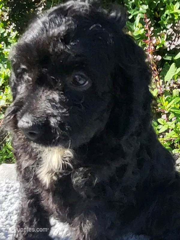 Clark – Cockapoo puppy for sale in Atlanta, GA