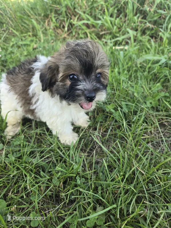 Cassy  – Coton de Tulear, Poodle - Toy  puppy for sale in Atlanta, GA