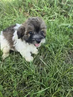 Cassy , a female Coton de Tulear and Poodle - Toy  for sale in Atlanta, GA – 1 of 1