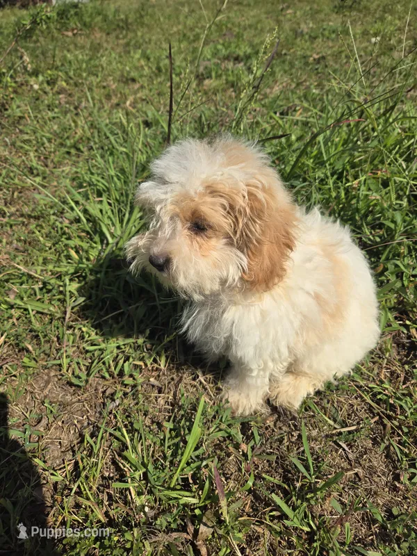 Marvel  – Maltipoo puppy for sale in Atlanta, GA