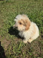 Marvel , a male Maltipoo for sale in Atlanta, GA – 1 of 3