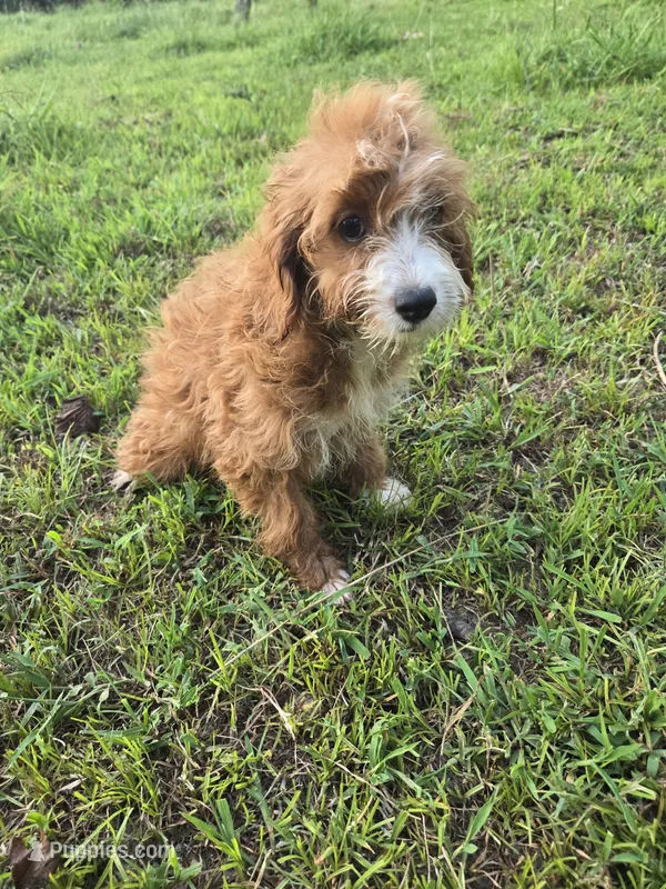 Cassy  – Cockapoo puppy for sale in Atlanta, GA