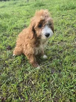 Cassy , a female Cockapoo for sale in Atlanta, GA – 1 of 1