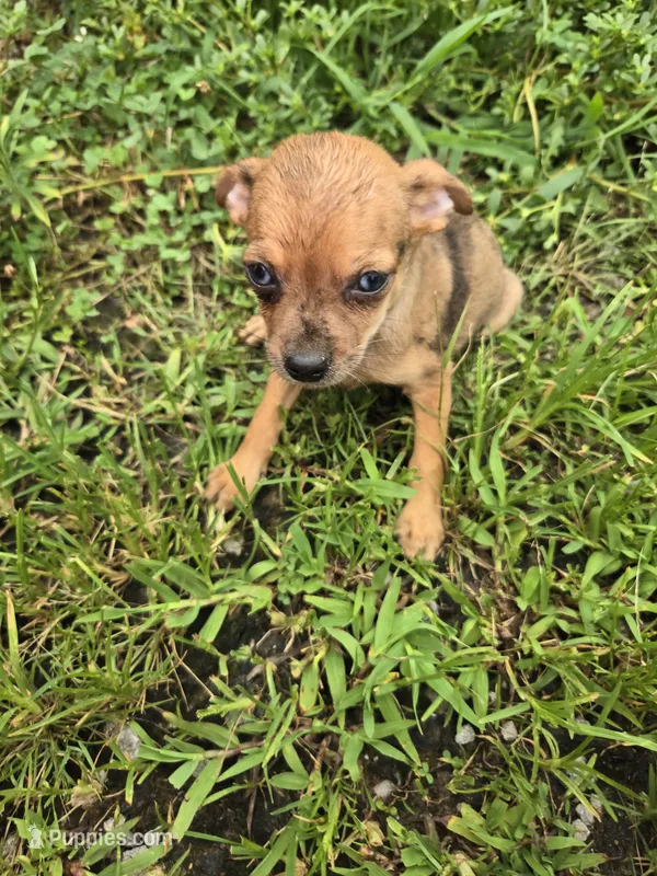 Bonnie  – Chihuahua puppy for sale in Atlanta, GA