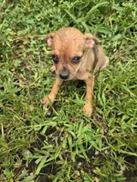 Bonnie , a female Chihuahua for sale in Atlanta, GA – 1 of 1