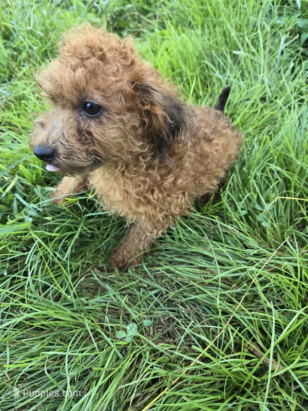 Sizzy – Shihpoo puppy for sale in Atlanta, GA