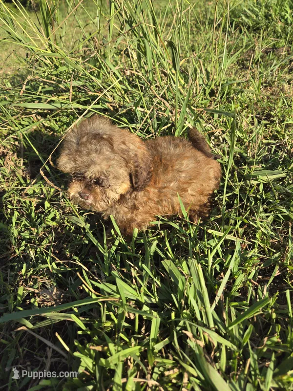 Samantha  – Shihpoo puppy for sale in Atlanta, GA