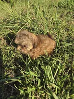 Samantha , a female Shihpoo for sale in Atlanta, GA – 1 of 4