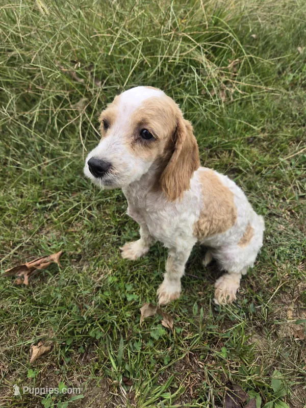 Marvel  – Maltipoo puppy for sale in Atlanta, GA
