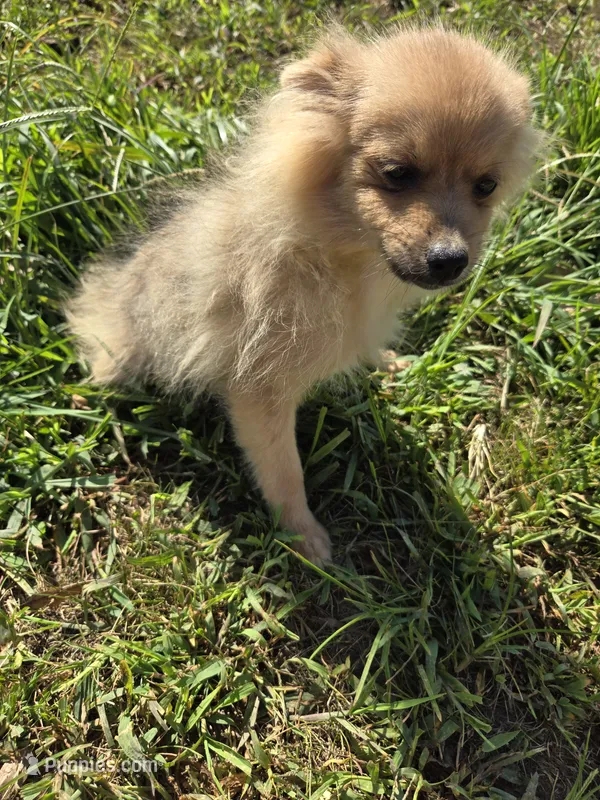Perk – Pomeranian puppy for sale in Atlanta, GA