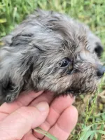 Blue eye squirt, a male Shihpoo for sale in Atlanta, GA – 2 of 4