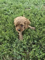 Crisp, a male Cockapoo for sale in Atlanta, GA – 1 of 1