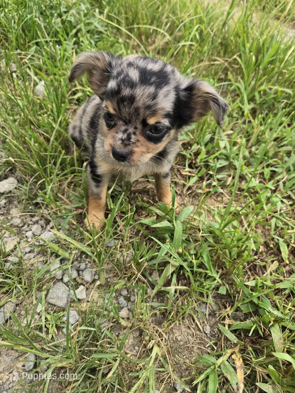 Betsy  – Chihuahua puppy for sale in Atlanta, GA
